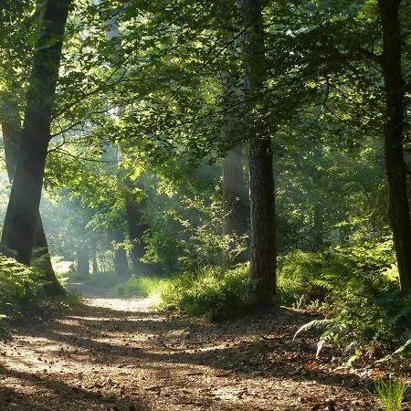 Natuurhuisje Chalet Oisterwijk